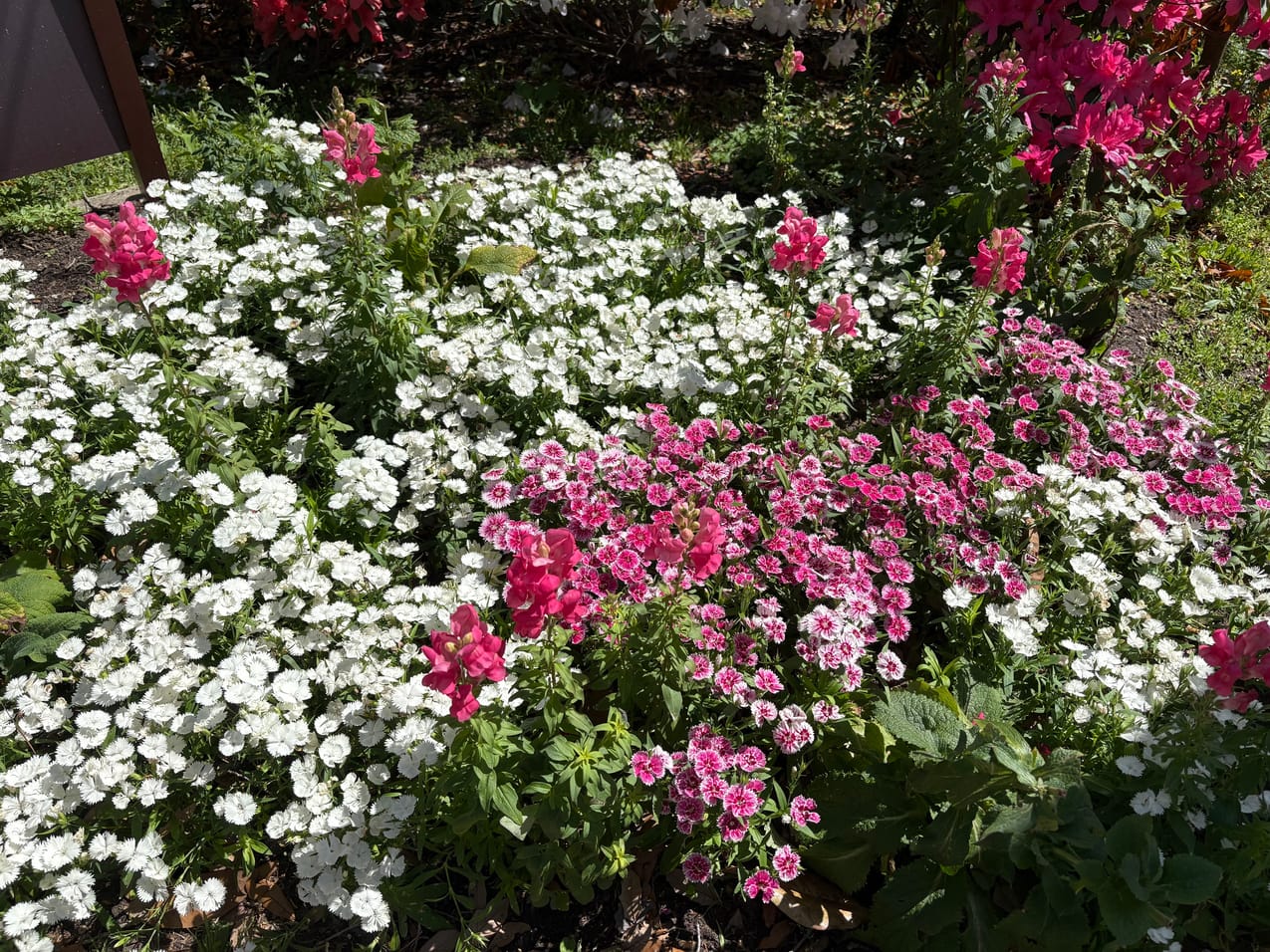 A wide spring garden bed planted edge to edge with white dianthus blooms