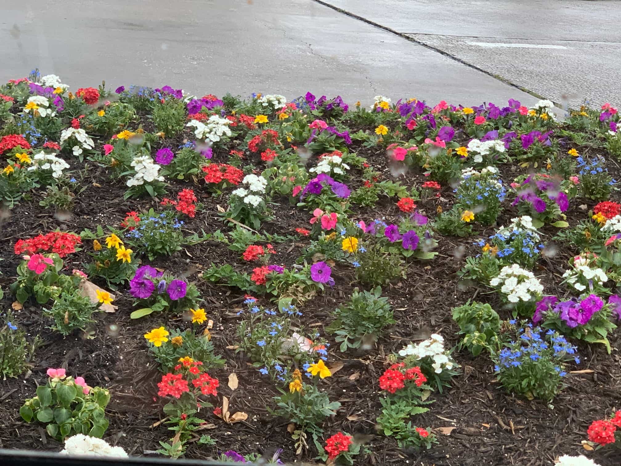 An island bed with ornamental kale as a bold central anchor surrounded by complementary seasonal plantings