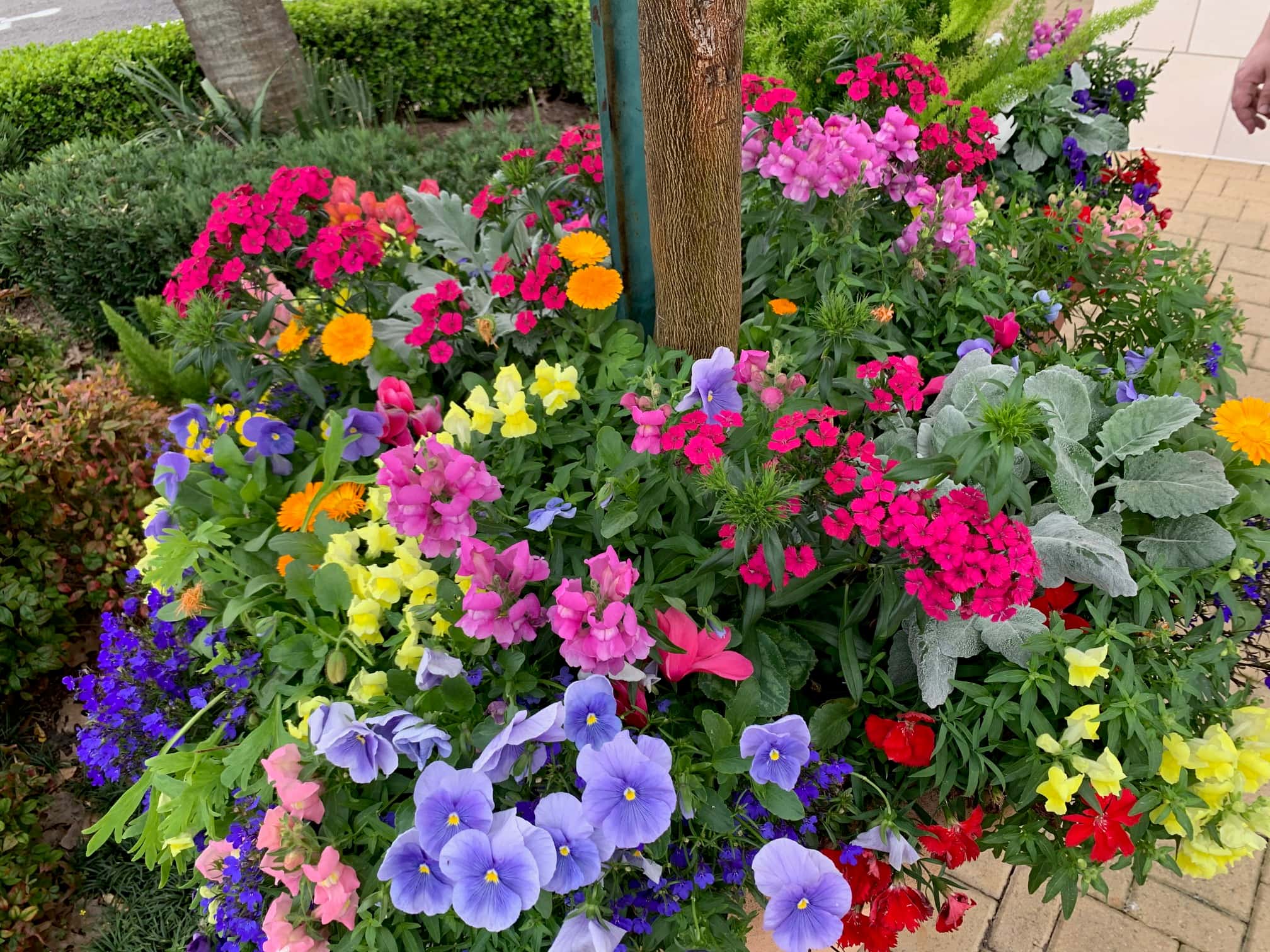 A ring of colorful pansies planted in a complete circle around the base of a tree trunk