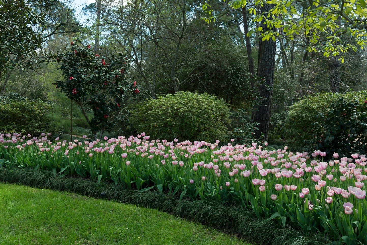 Tulips in late winter at the Bayou Bend Collection and Gardens, Houston